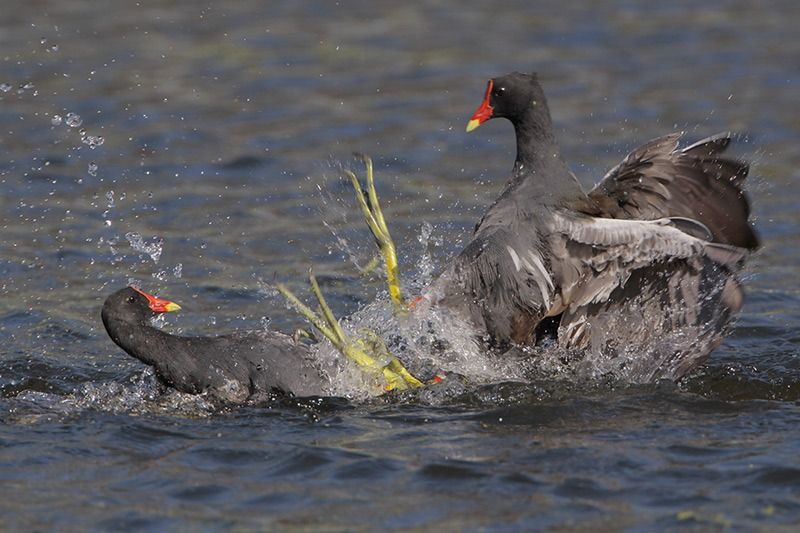 Common Gallinules