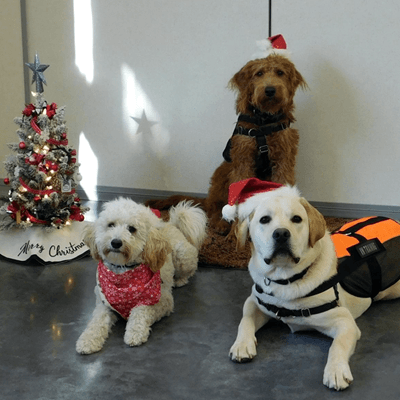 Spread Holiday Cheer to IHDI's PAWS'ibilities Program