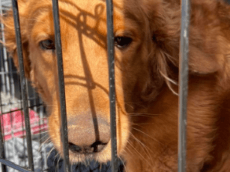 Rescued from Captivity -- Neglect of Medical Care