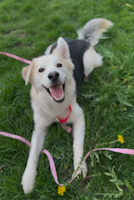 Bear - ADOPTED