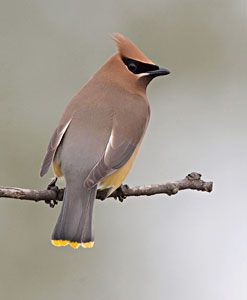 Beak of the Week: Cedar Waxwing