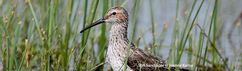 Stilt Sandpiper