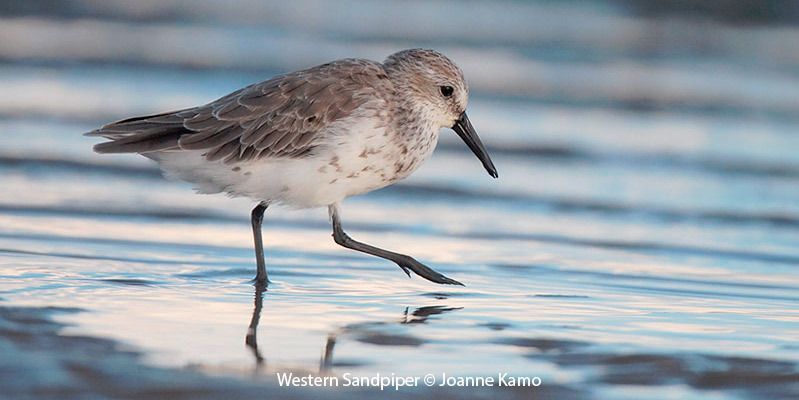 Western Sandpiper