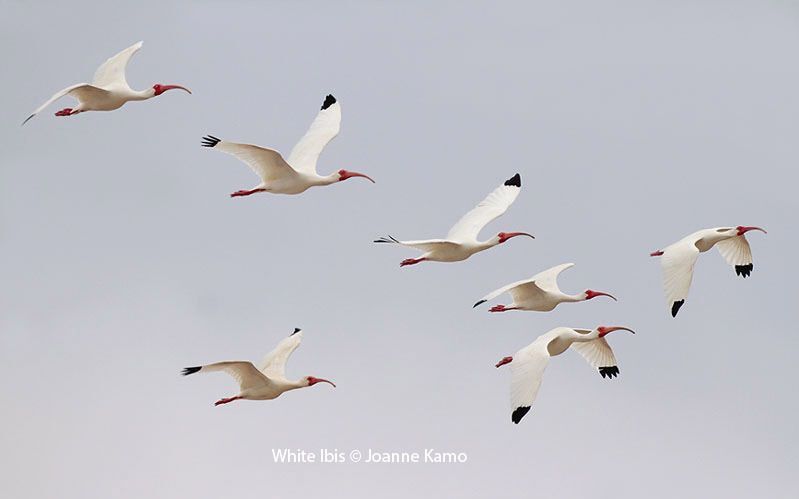 White Ibis