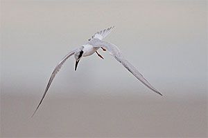 Forster's Tern