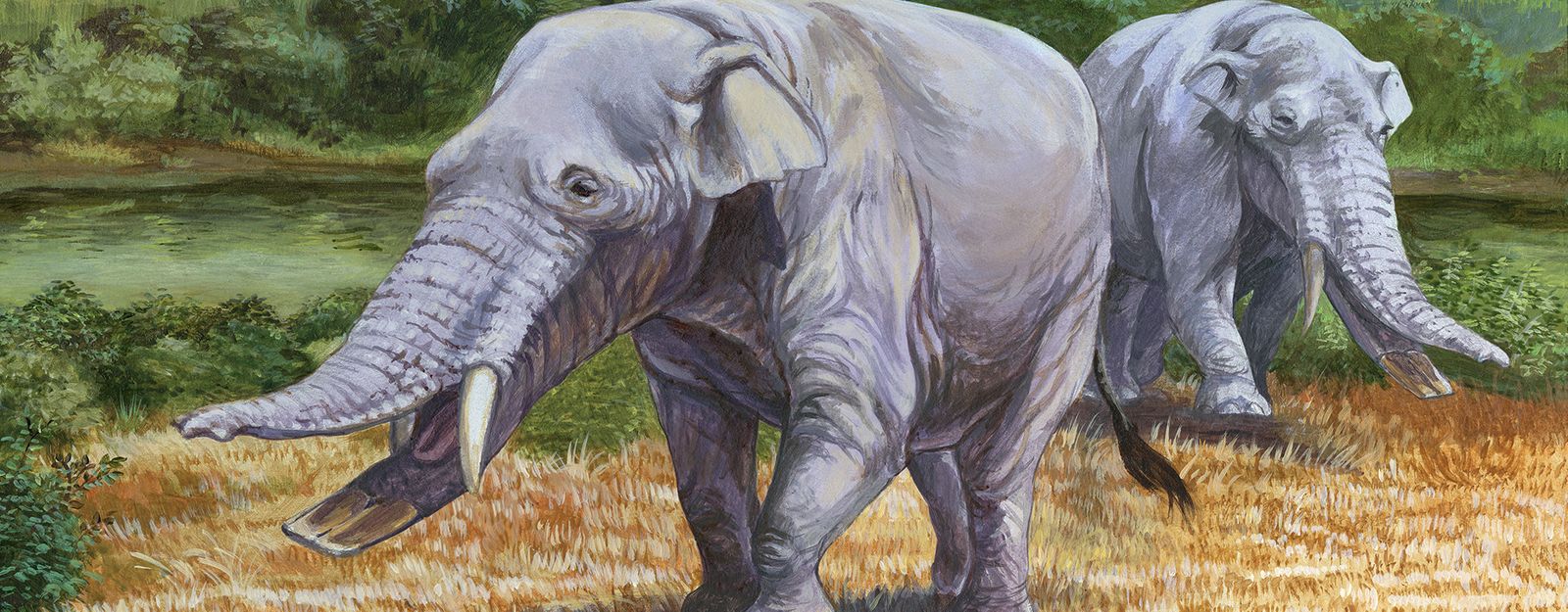 The ShovelTusker Amebelodon Nebraska Feature Fossils Science