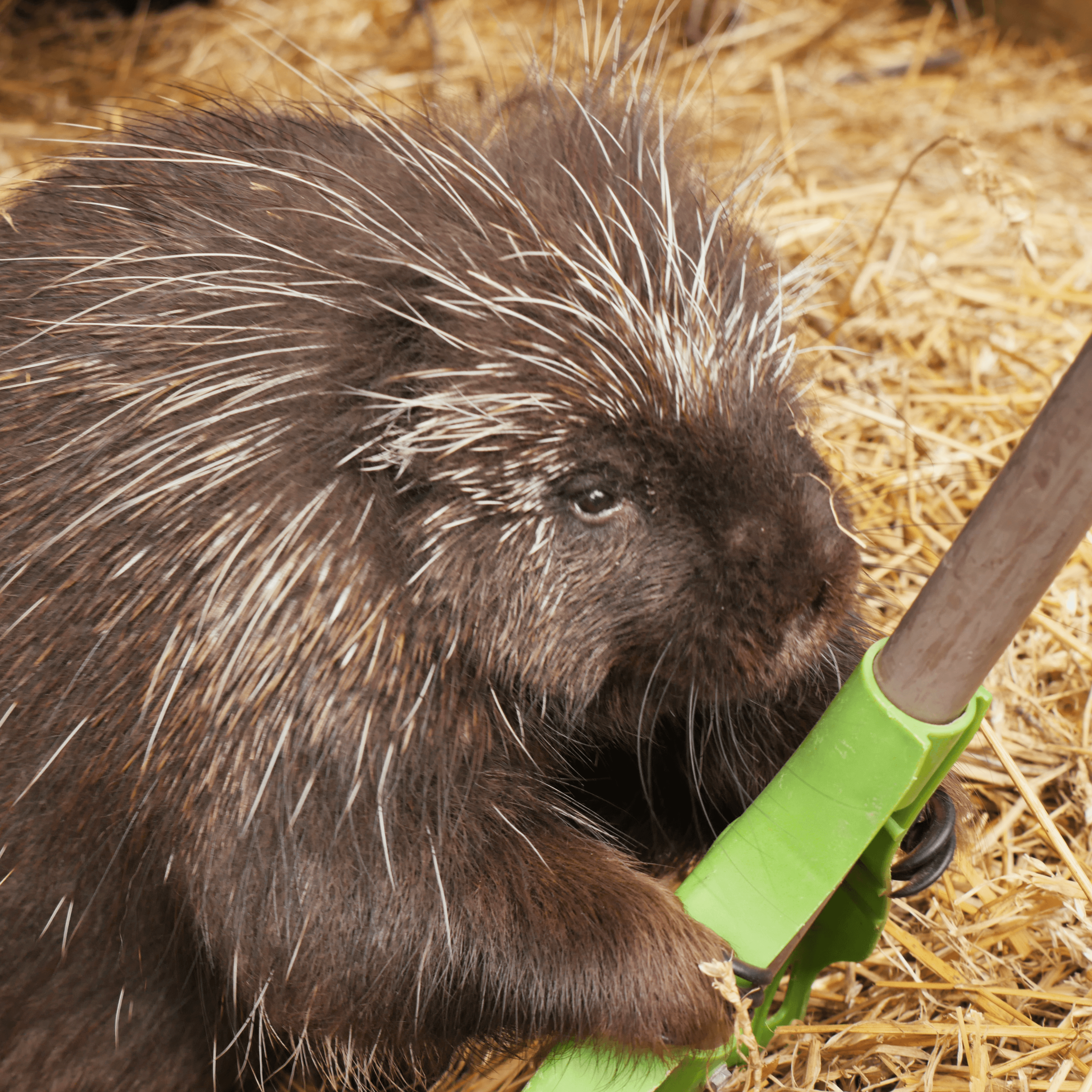 North American Porcupine | PHYLLIS QUILLER