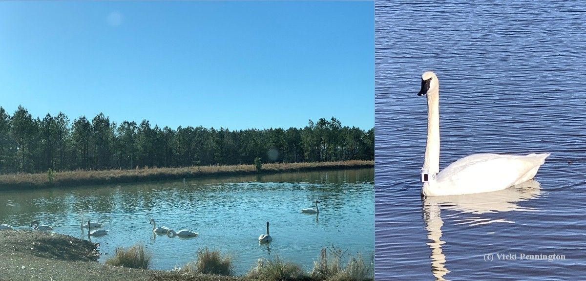 Trumpeter swans in Heber Springs, Arkansas including recently GPS-collared 9L