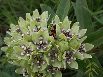 Green Milkweed