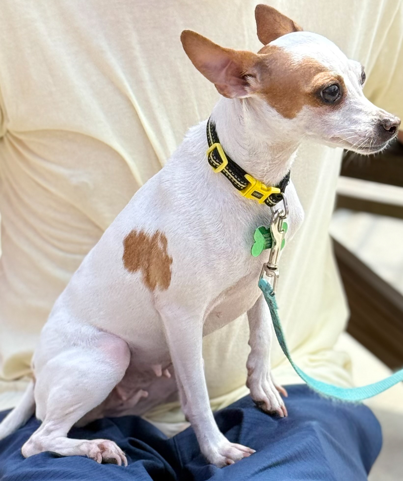 Bambina - ADOPTION PENDING