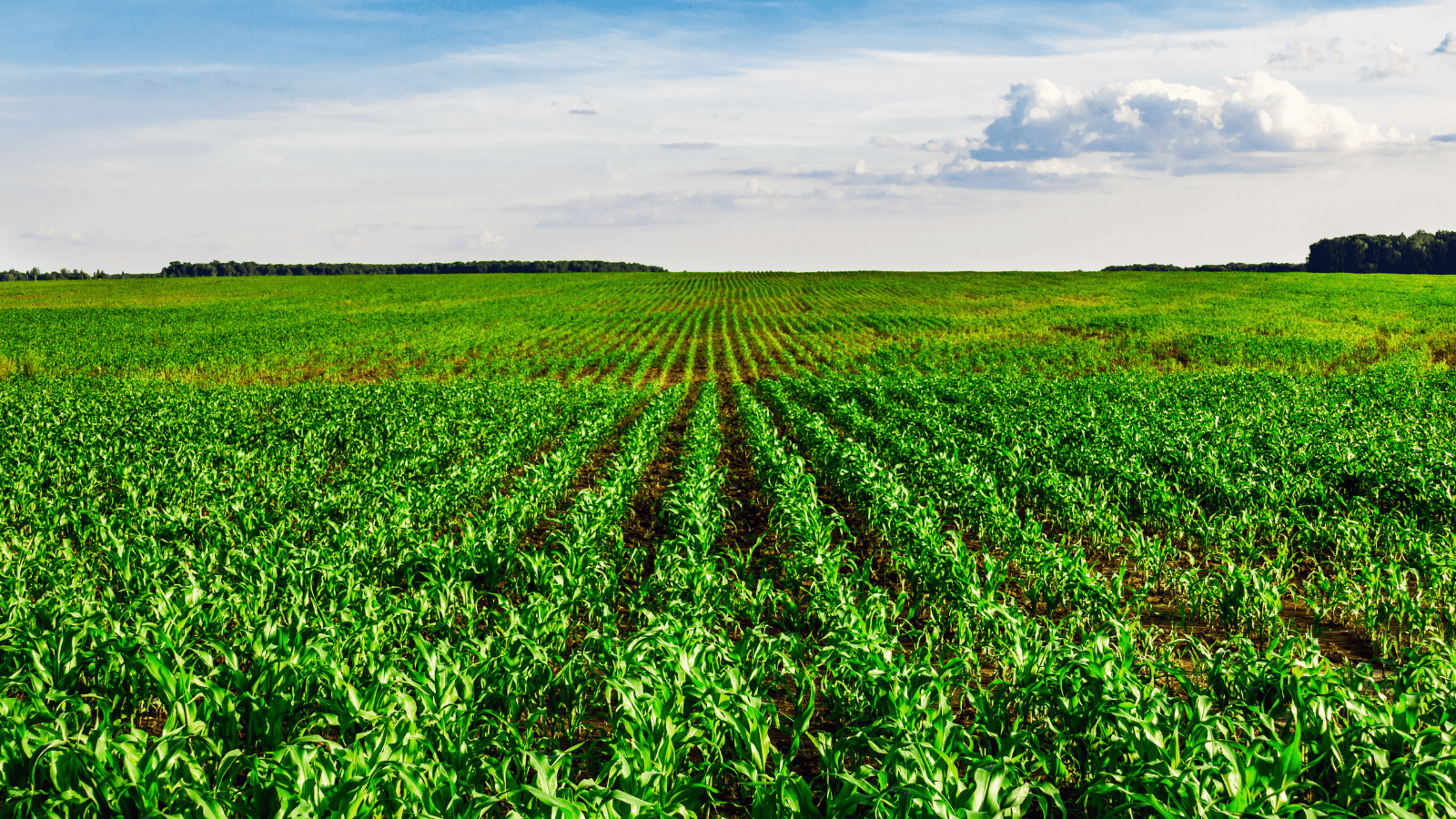 Rows and rows of small green crops in a large field. A blue sky with clouds in the horizon. 