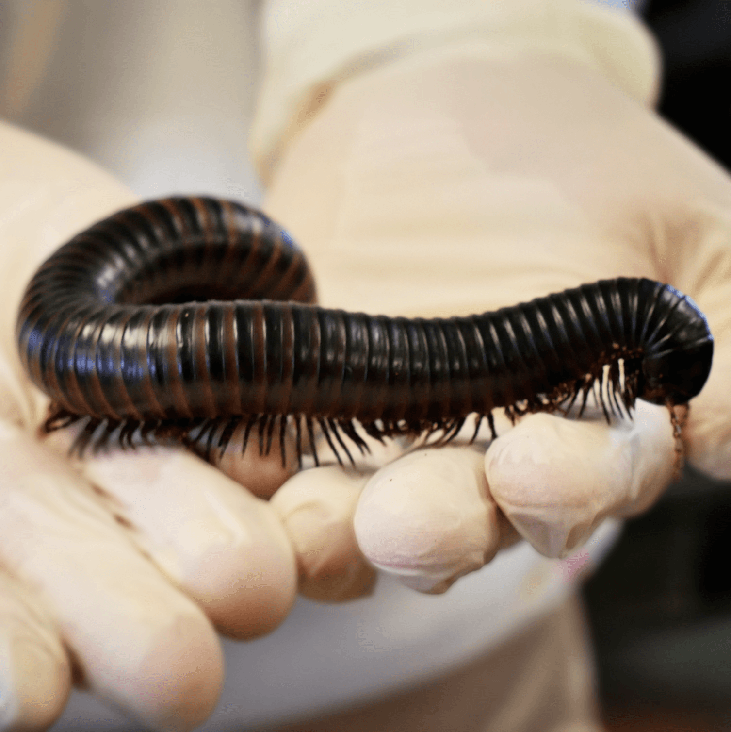 Giant African Millipede | COMPOST MALONE