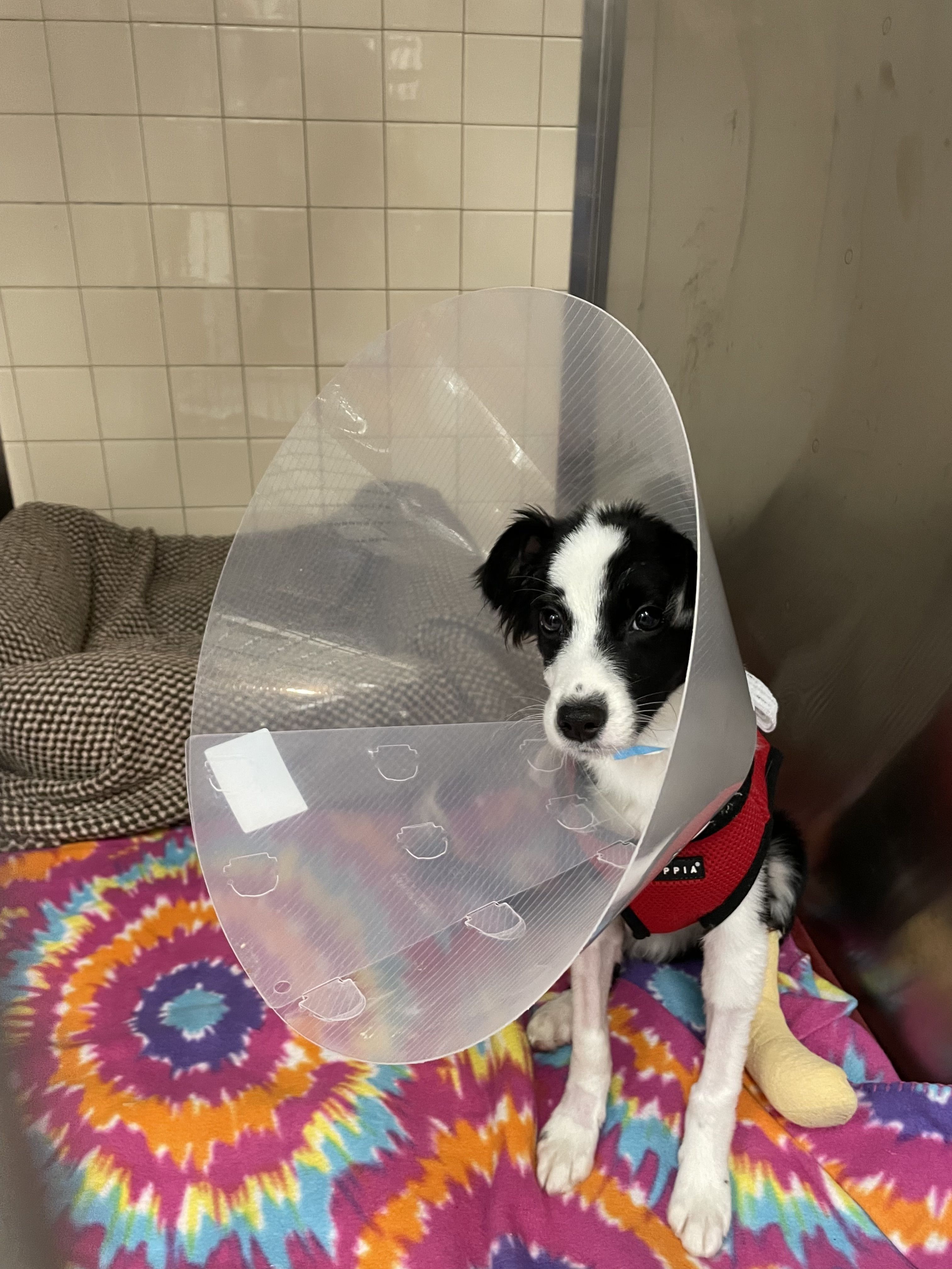 Levi (Update)