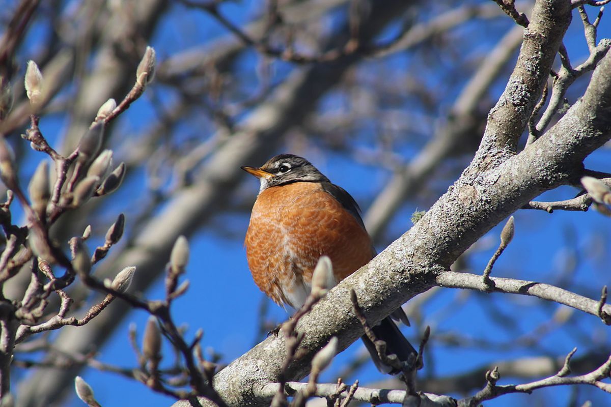 American Robin by Amanda Montgomery