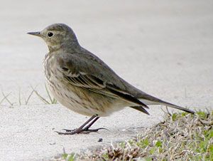 American Pipit