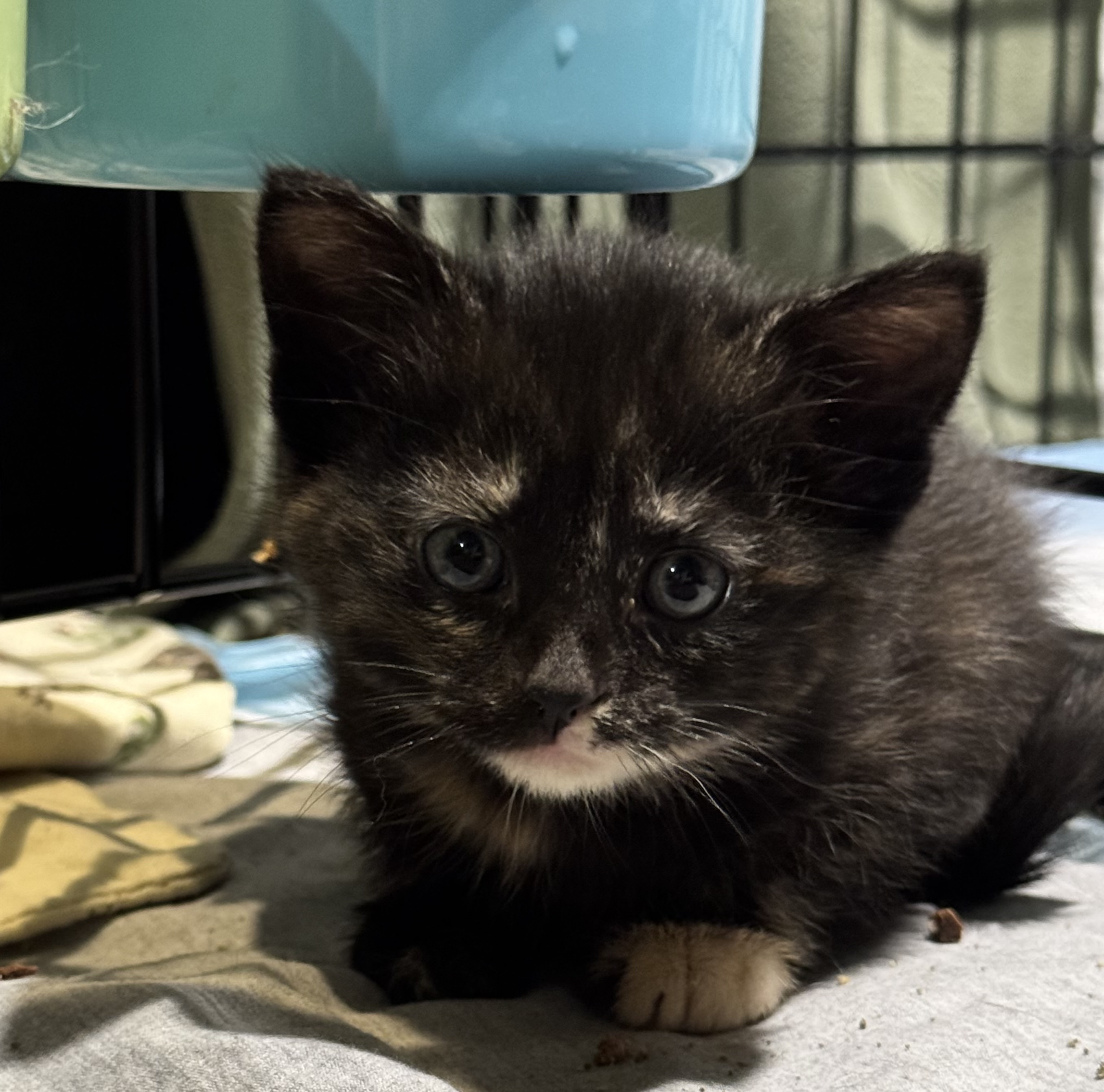 Flareon - ADOPTION PENDING