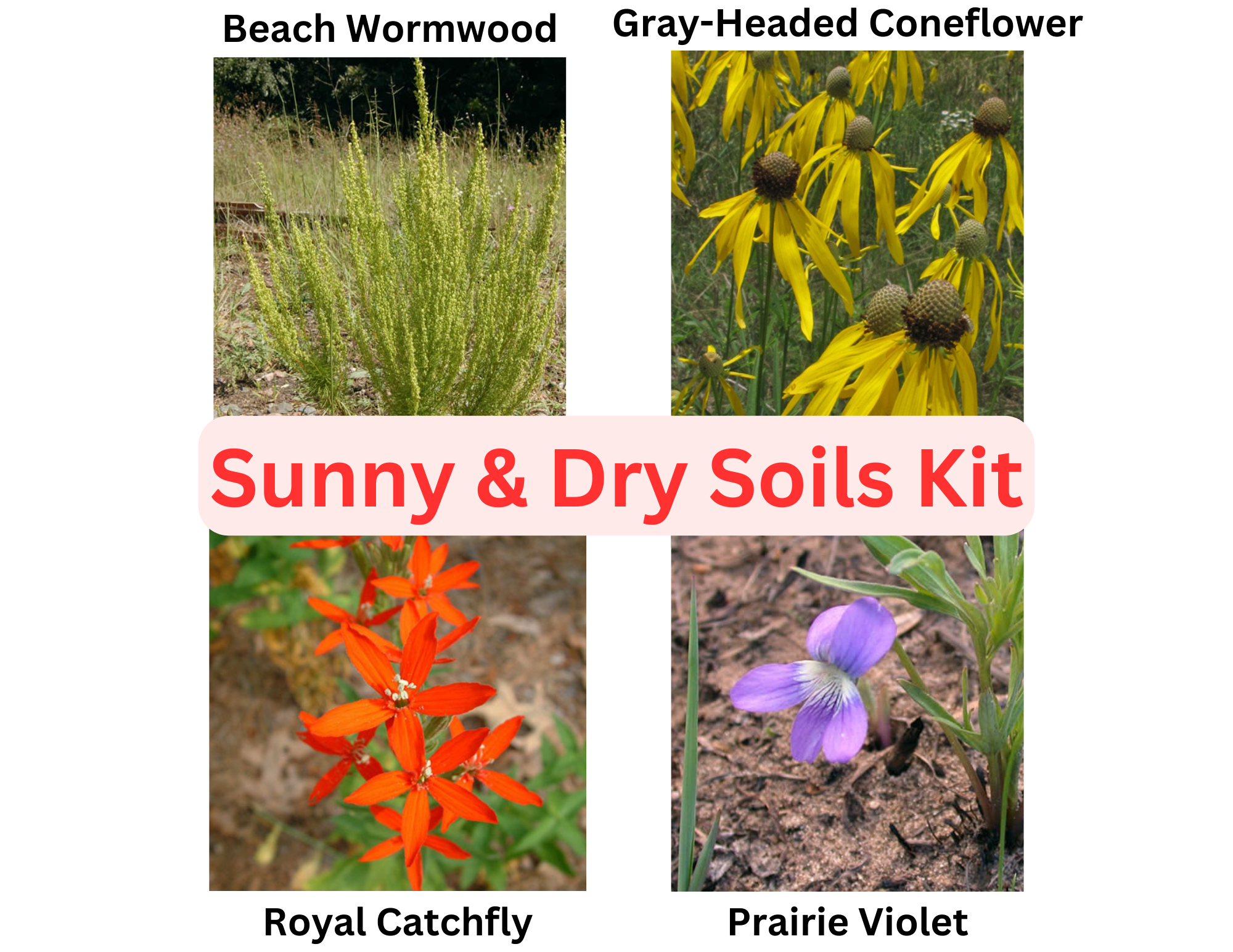 Sunny and Dry Soils Kit