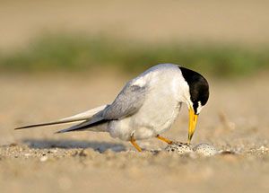 Beak of the Week: Least Tern