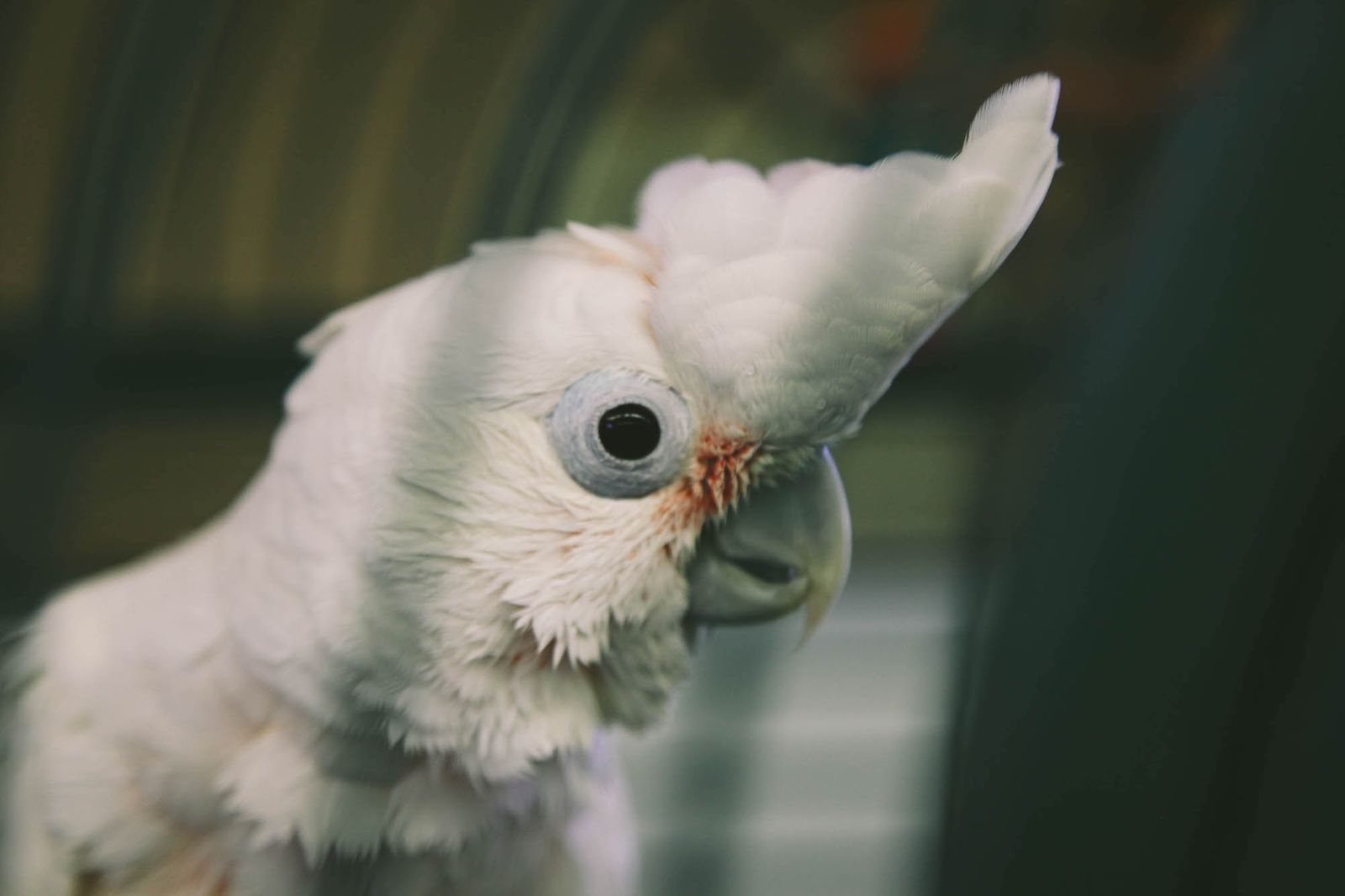Goffin Cockatoo