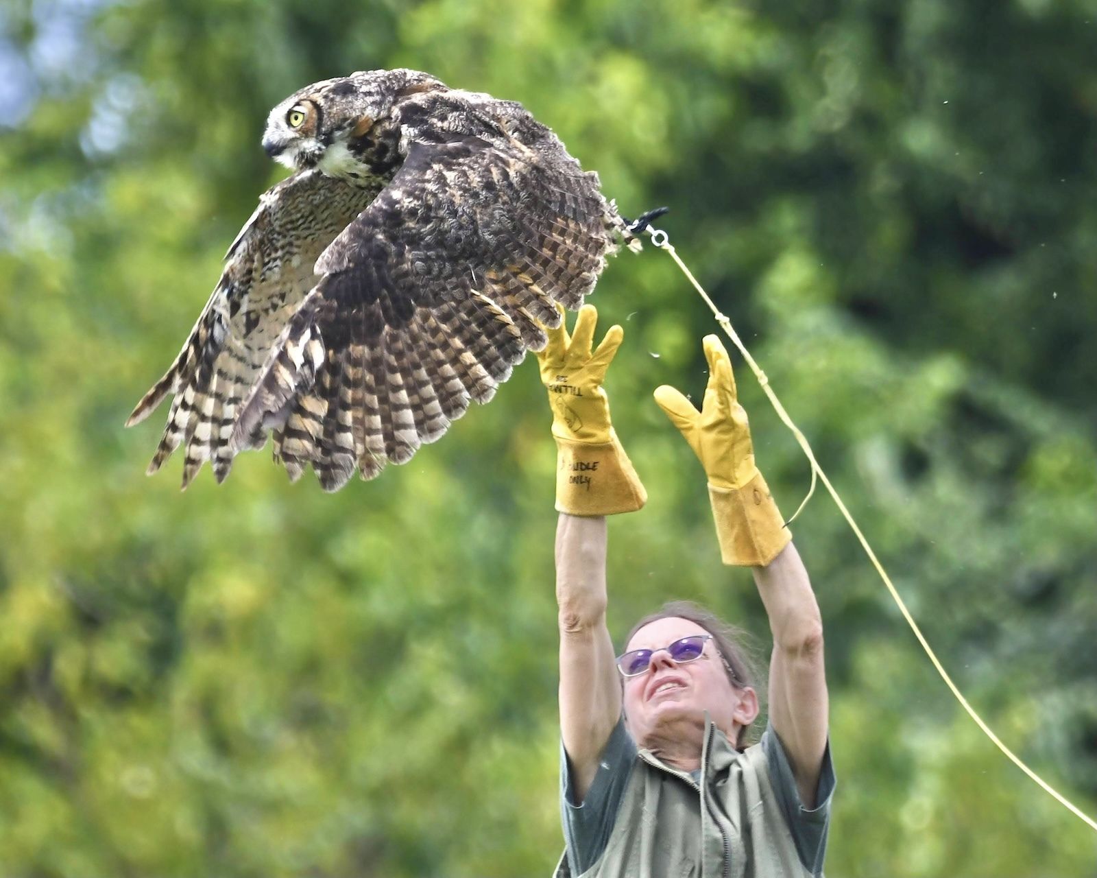 Great Horned Owl Flying on creance line