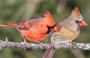 Bird-Friendly Spaces Checklist