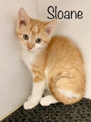 SLOANE