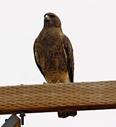 Swainson's Hawk (dark morph)