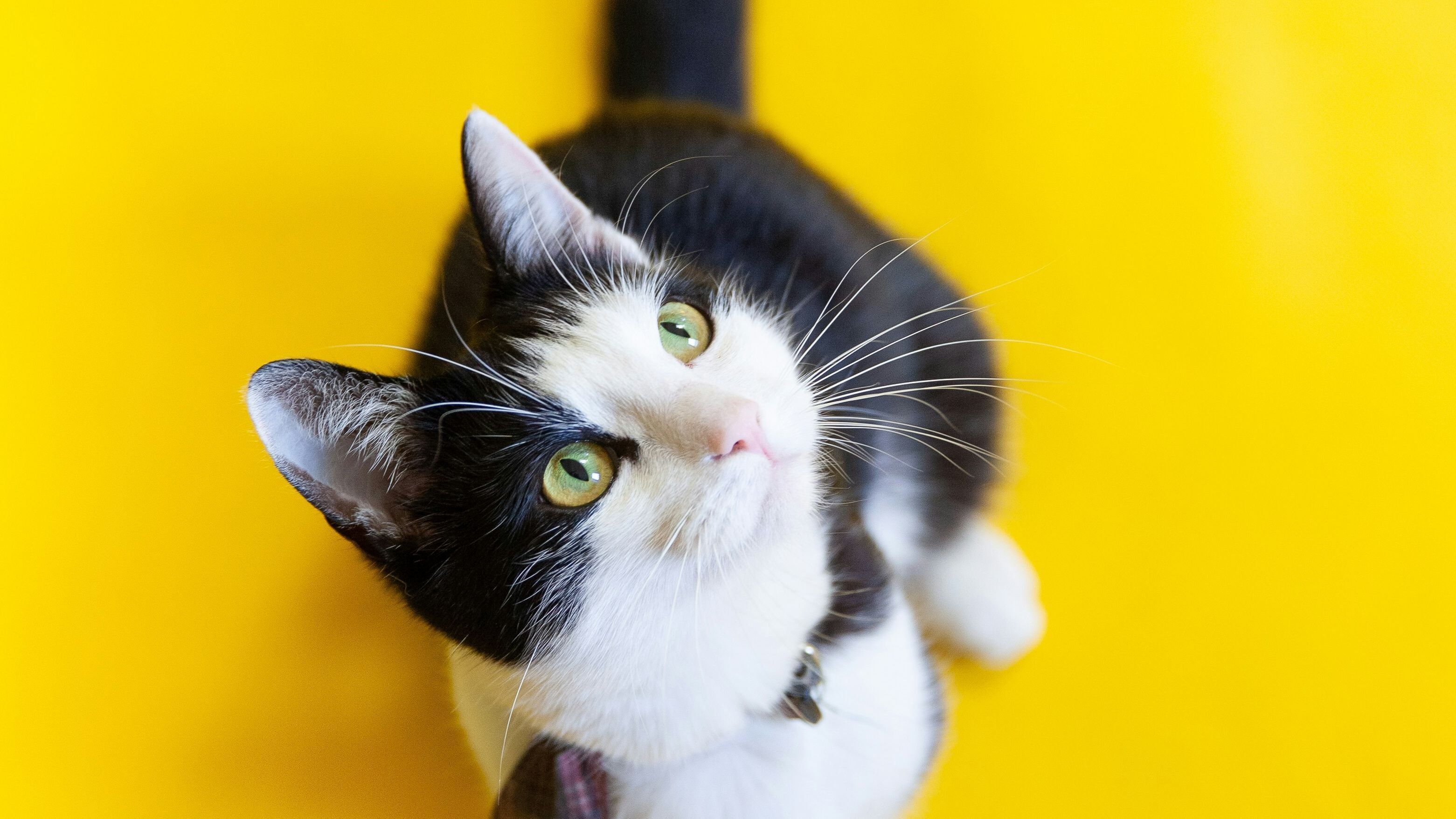Cat sitting on the floor