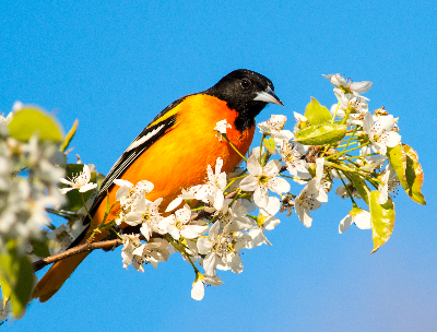Audubon Society of Rhode Island Birding Birdwatching Bird watching Spring Bird Migration