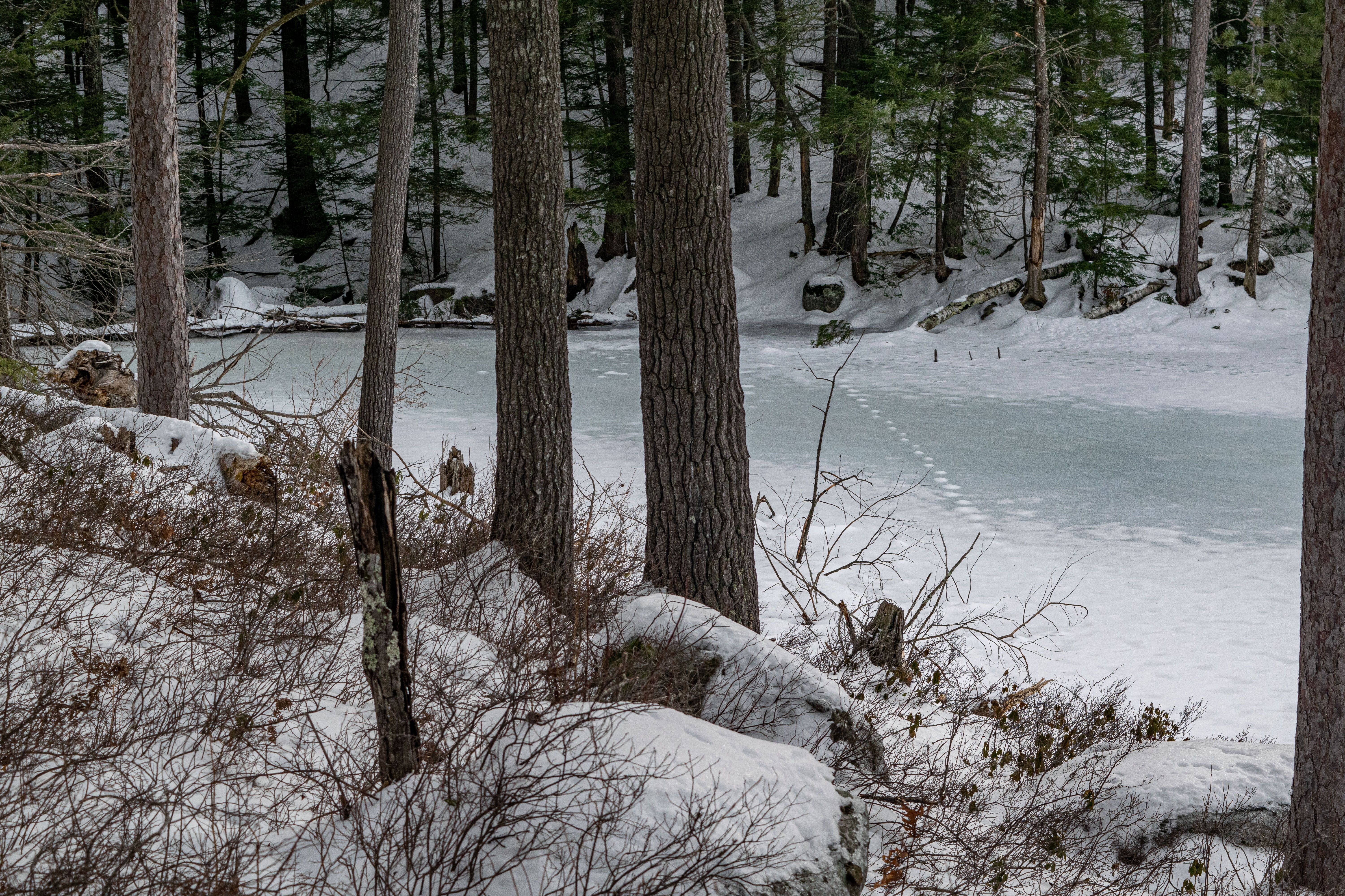 Naturalist-led field trip to old cellar hole