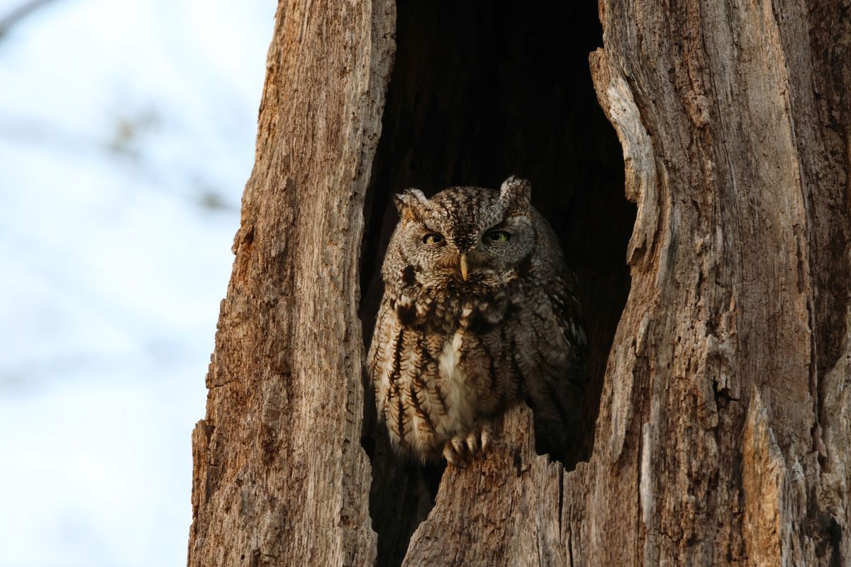 Screech Owl by Ada Alden