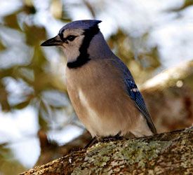 A Blue Jay Visits the Backyard Bird Bath