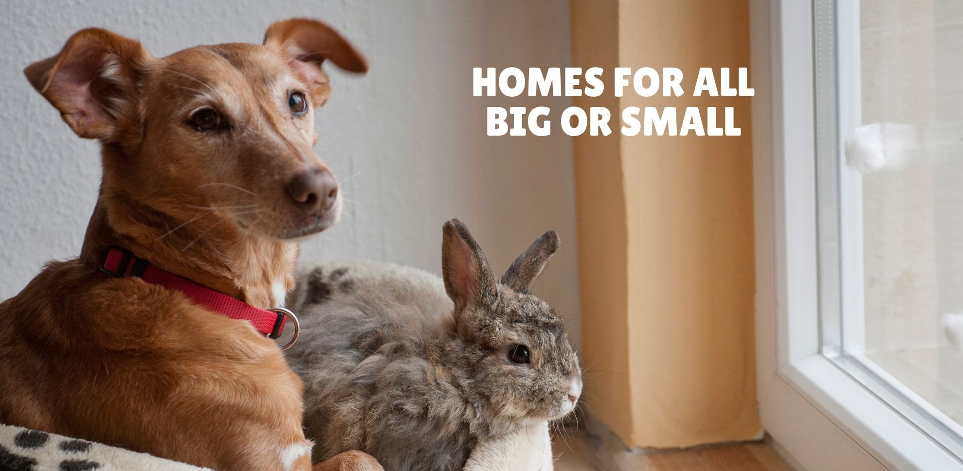 Homes for All Big or Small Adoption Promotion!