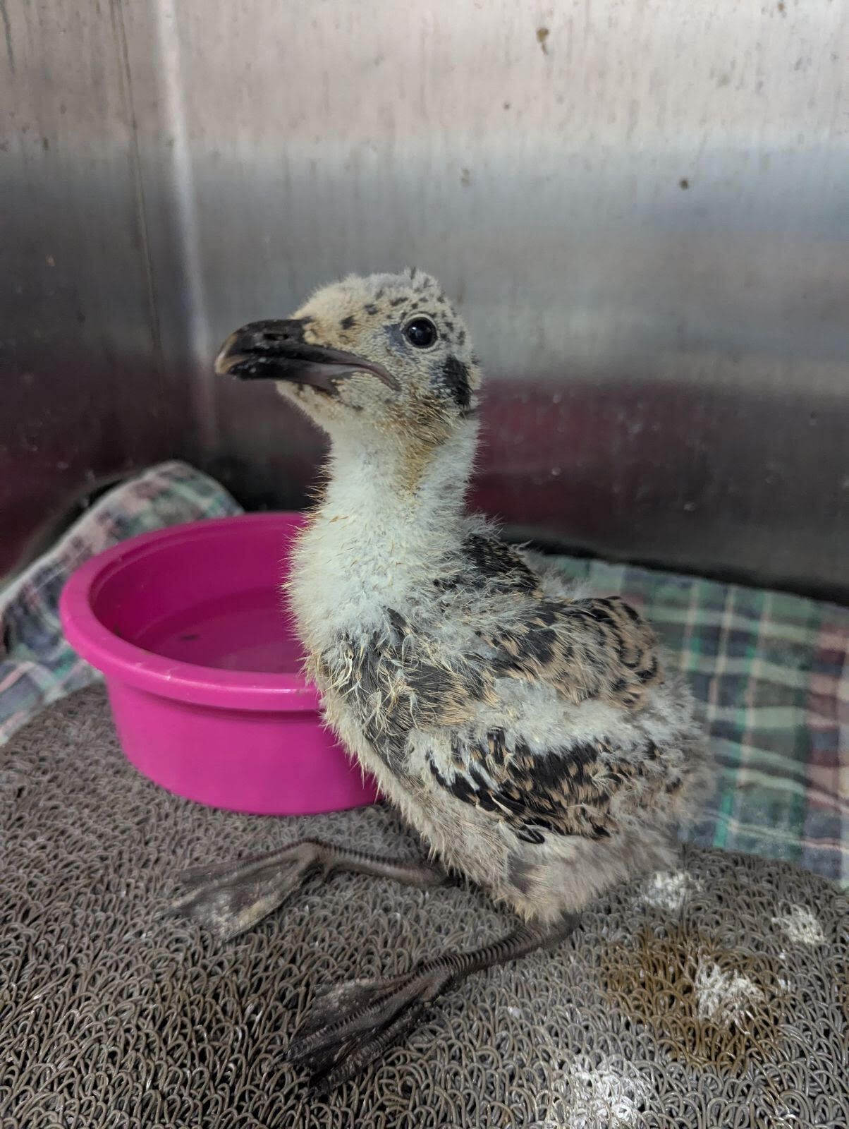 Western Gull Baby