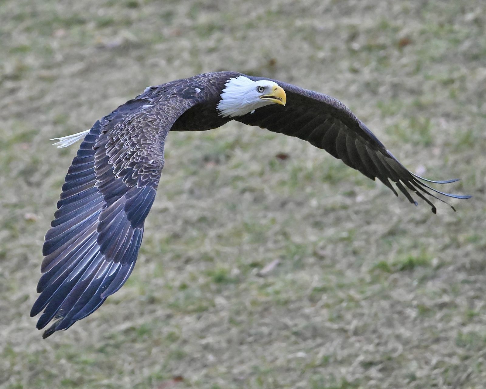 Release of Bald Eagle back into wild