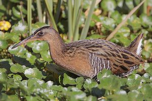 Beak of the Week: King Rail