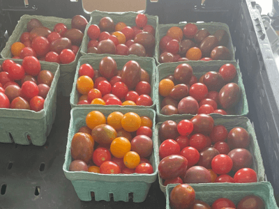 The Big Reveal for September Harvest of the Month: Our Friend, The Tomato!
