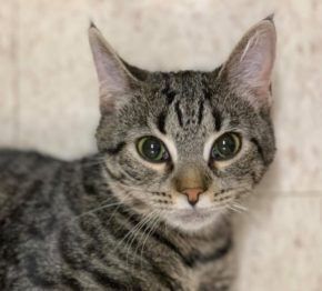 cat laying on the floor
