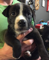 Lily - ADOPTION PENDING