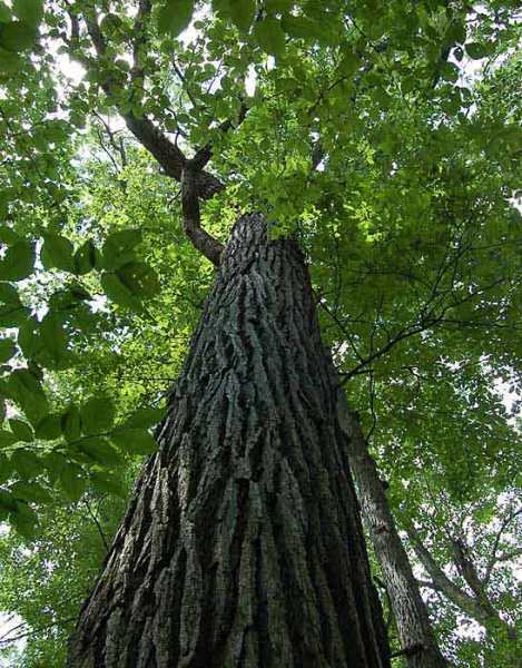 Bur Oak - Pack of 25 Seedling (6"-12")