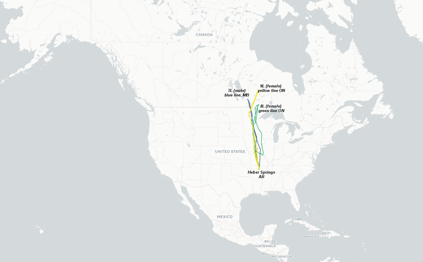 Map showing Arkansas swans' year round travels