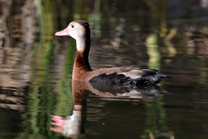Beak of the Week: Black-bellied Whistling-Duck