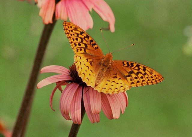 A Haven for Bees and Butterflies