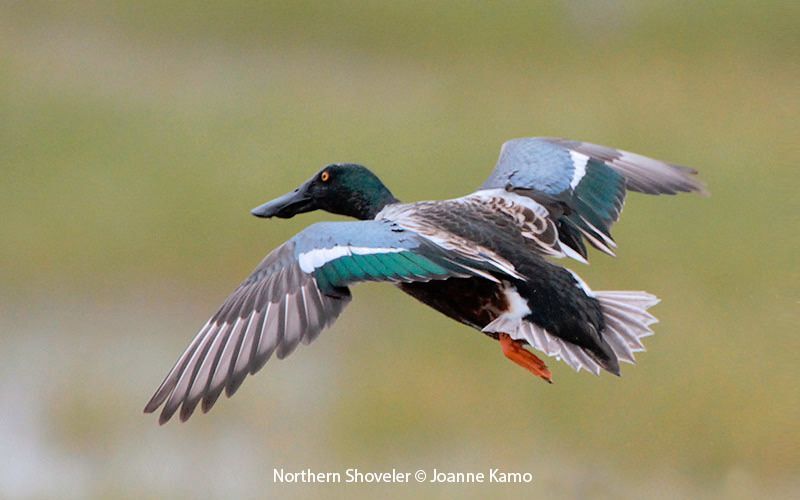 Northern Shoveler