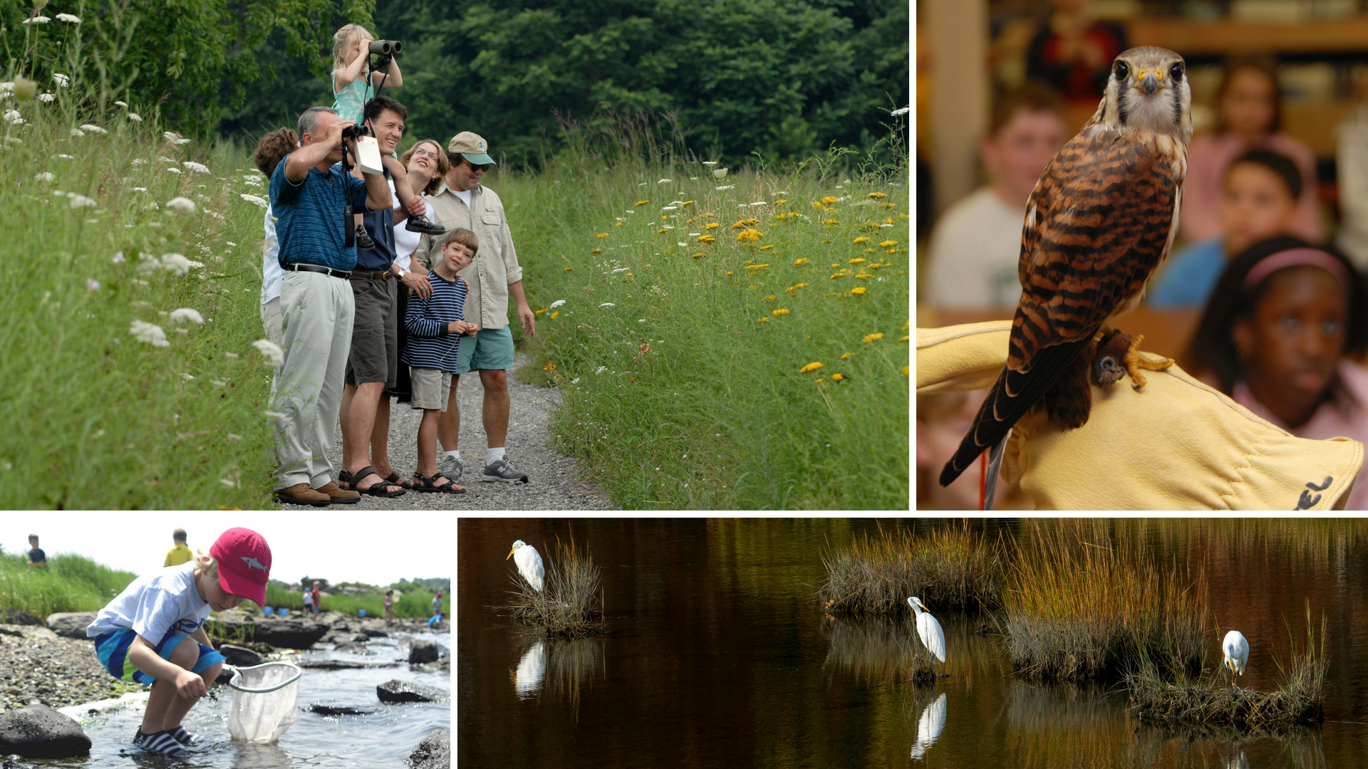 Audubon Society Rhode Island Membership: Great for Family | Nature programs | Birdwatching | Protection of environment