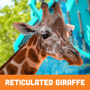 Reticulated Giraffe