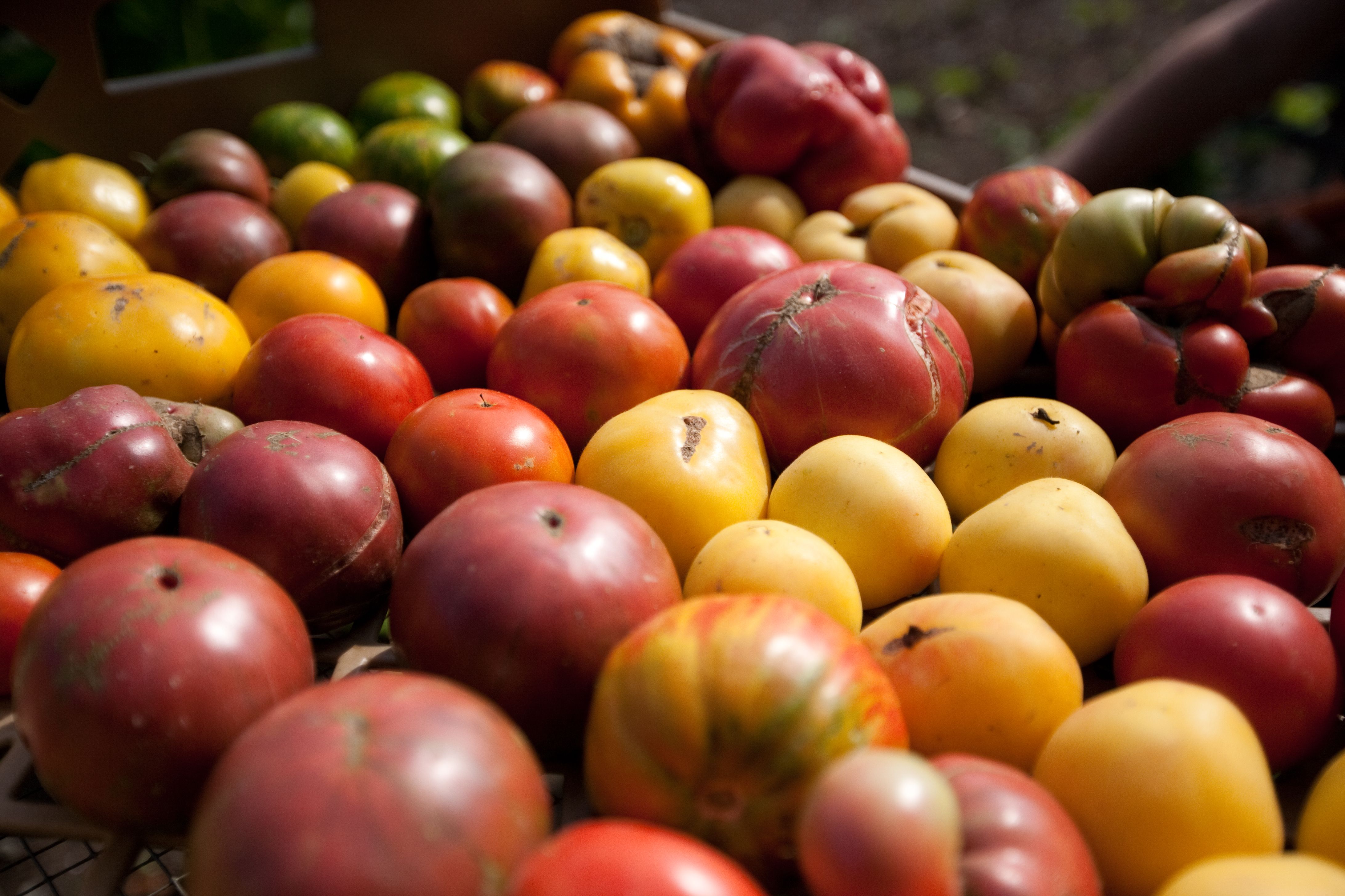 Kentucky Beefsteak Tomatoes Heirloom Variety