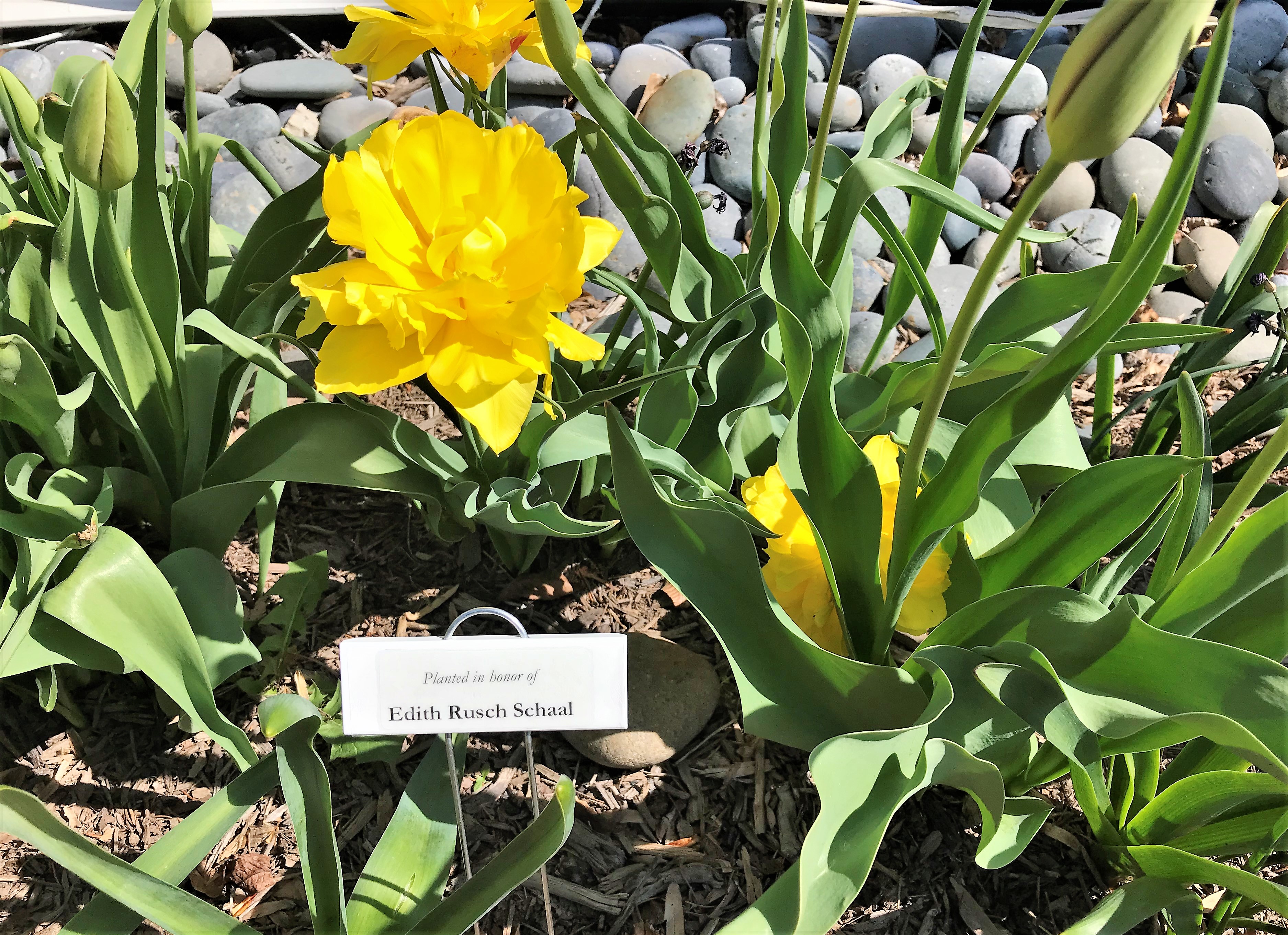 Give the gift of a named flower bed at Corbell House!