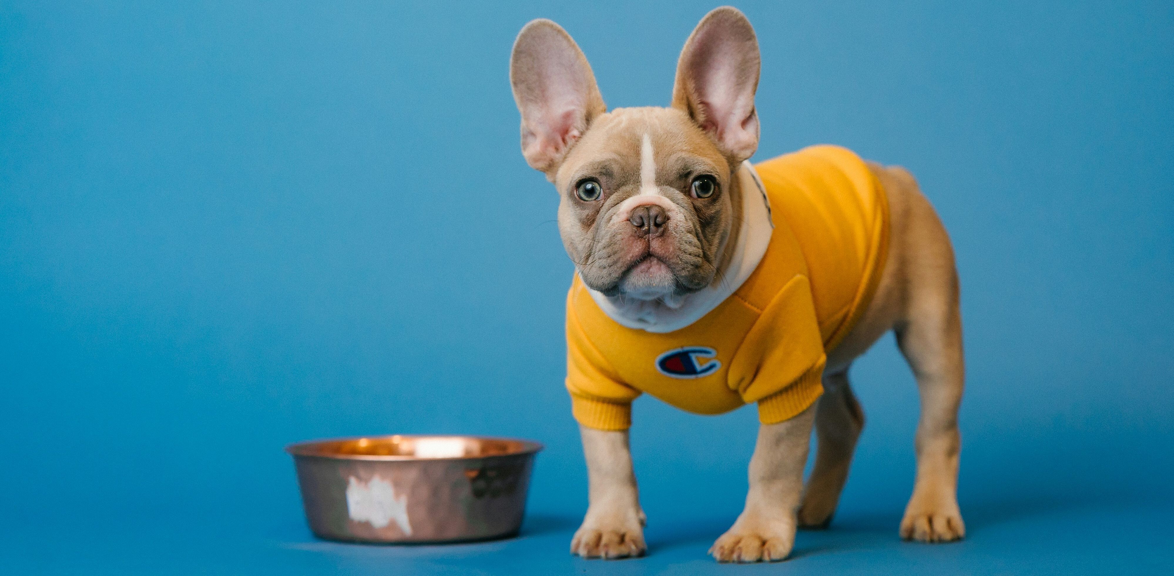 Paws + Youth Wellness Tour: Pet Food Donation KickOff