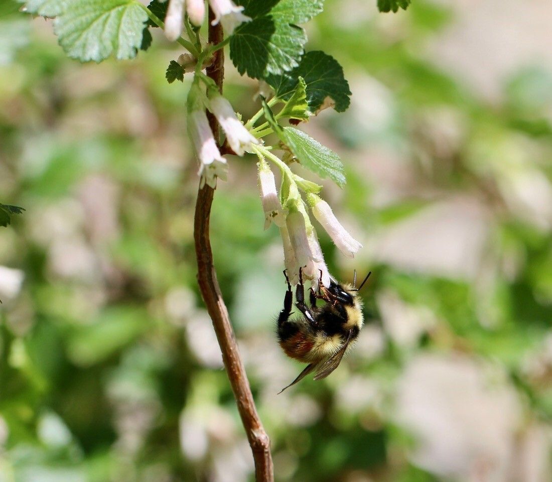 Citizen Science and Pollinator Advocacy Opportunities
